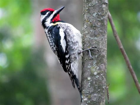 The Yellow Bellied Sapsucker And Wet Weather Bird Feeding Help — The