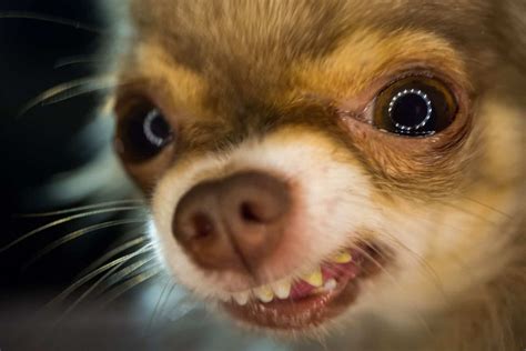 Why Are Chihuahuas So Aggressive Top Tips For A Calmer Dog