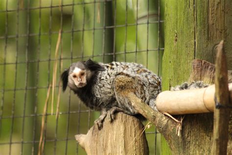 SALISBURY ZOO WELCOMES BLACK-TUFTED MARMOSET | Eastern Shore Undercover