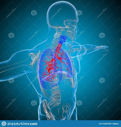 Polmoni Anatomia Del Sistema Respiratorio Umano Per Il Concetto Medico D Illustrazione Di Stock