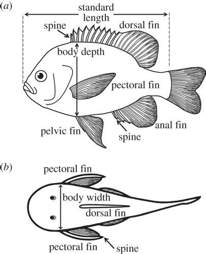 How Predation Shaped Fish The Impact Of Fin Spines On Body Form