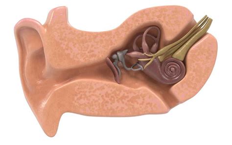 Alternatives For Middle Ear Tubes In 2020 Ear Tubes Middle Ear