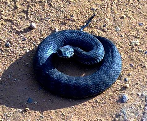 Gallery 10 Most Dangerous Snakes In Australia Australian Geographic