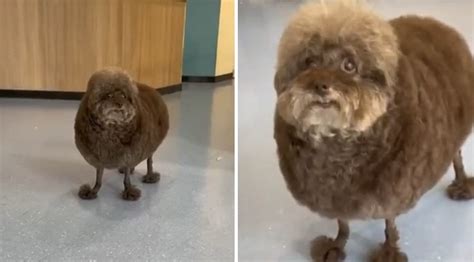 Dog Gets The Worst Haircut Ive Ever Seen
