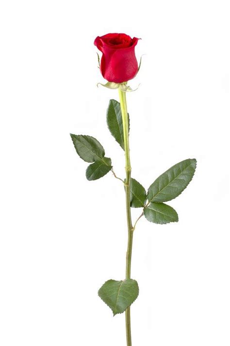 Single Long Stem Rose Rose Single Stem 150x150 Flowers Language
