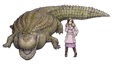 Purussaurus is an extinct genus of giant caiman that lived in south america during the miocene epoch, from the colhuehuapian to the montehermosan in the salma classification. Purussaurus brasiliensis (With images) | Prehistoric ...