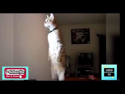 Buat yang butuh hiburan gratis, baca aja cerita lucu banget bikin ngakak abis ini. Video Lucu Lucu - Kucing Berdiri WOW - Banget Bikin Ngakak ...