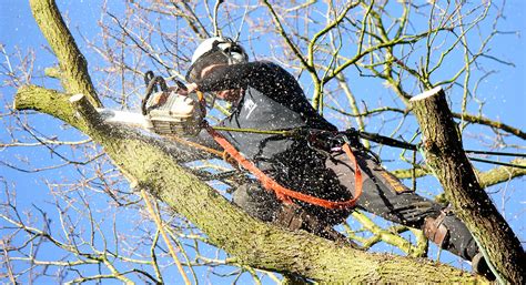 Tree Surgery The Different Types You Need To Know About Elite Arborists