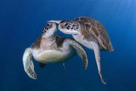 Best 25 Pictures Of Turtles Ideas On Pinterest Pictures Of Sea