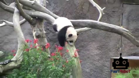 Adorable Panda Bears Climbing And Falling So Cute Top 10 Youtube