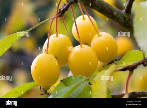 Yellow Autumn Crab Apples Of The Deciduous Small Tree Malus Comtesse