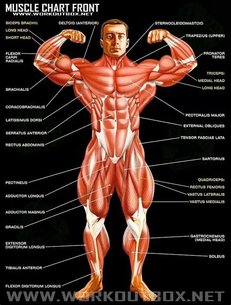 Each type of muscle tissue in the human body has. Pin by Ashley Cantrell on Your Body | Muscle anatomy ...