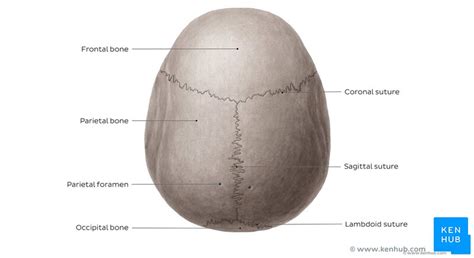 The simplest way to make the difference between the head and the face is to envision a ring that wraps around the head at the level the back of the head or occipital bone has four aesthetic bony regions. Skull: Anatomy, structure, bones, quizzes | Kenhub