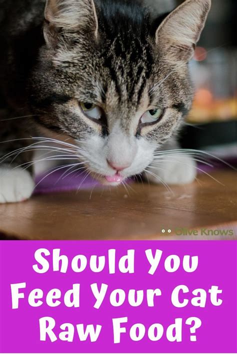 The following recipes have been adapted from home prepared dog and cat diets by donald r this recipe is to be given after one day of the cat's failure to pass a stool. Should You Feed Your Cat Raw Food? | OliveKnows | Raw food ...
