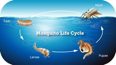Termite control hq researches local termite exterminators in greenville, nc to verify that they are fully licensed and insured. How Long Do Mosquitoes Live? | Clegg's Termite and Pest ...