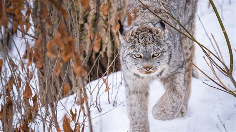 Big Cat Is On Snow During Winter Hd Animals Wallpapers