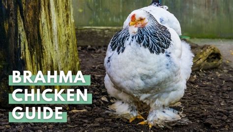 Brahma Chicken Breed Everything You Need To Know