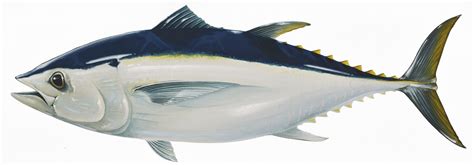 Southern Bluefin Tuna Scientific Fish Illustration By Jenny Berry
