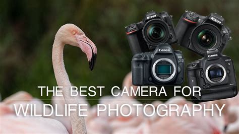 the best camera for wildlife photography nature ttl