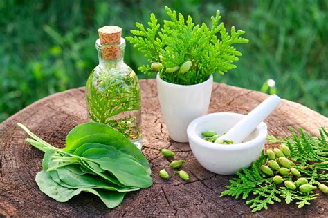Herbal Medicine Natural Healing Power Rijals Blog