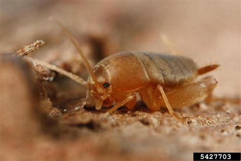 Eastern Ant Cricket Myrmecophilus Pergandei Orthoptera