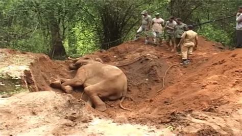 Elephant Rescued From Trap A Feel Good Success Story From India Youtube