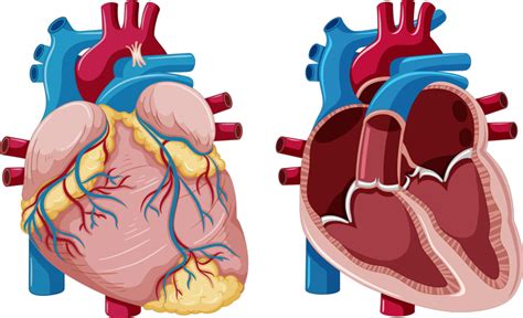 Vinilo Para Negocio Ilustración Corazón Anatomía Tenvinilo