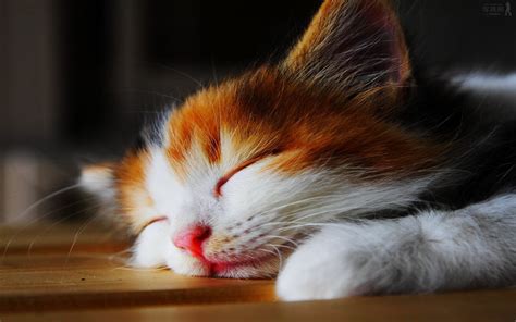 Photos Of Cute Cats Wallpaper Full Hd Cute Cat X Download Hd Wallpaper Wallpapertip