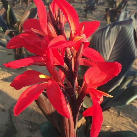 Canna Lily Australia