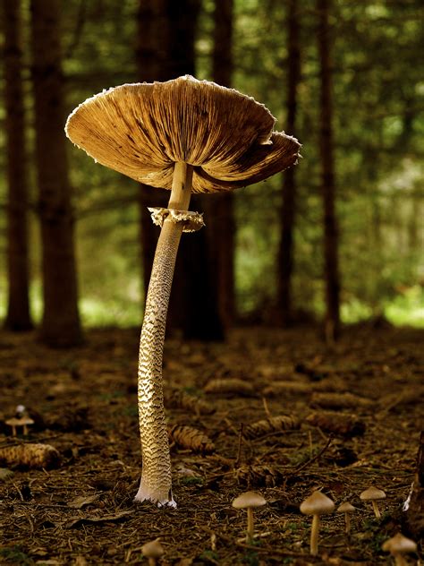 Pilz is a leading innovative automation technology company. Großer Pilz | Sonstiges | Galerie | MacTechNews.de