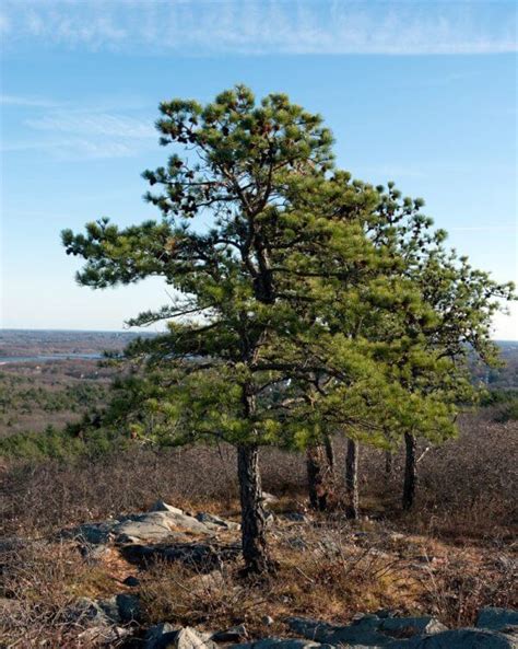 Species Spotlight Pitch Pine Edge Of The Woods Native Plant Nursery