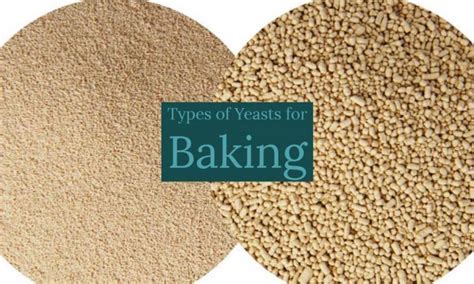 Types Of Yeast For Bread Making Anybody Can Bake