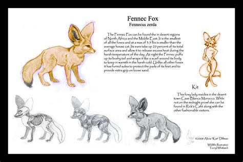 Fennec Fox Study By Katgirlstudio On Deviantart