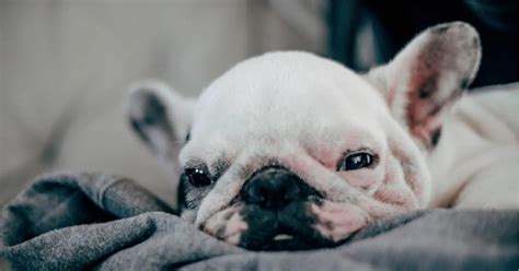 How To Take Care Of French Bulldog Puppy Graves Mcfaine