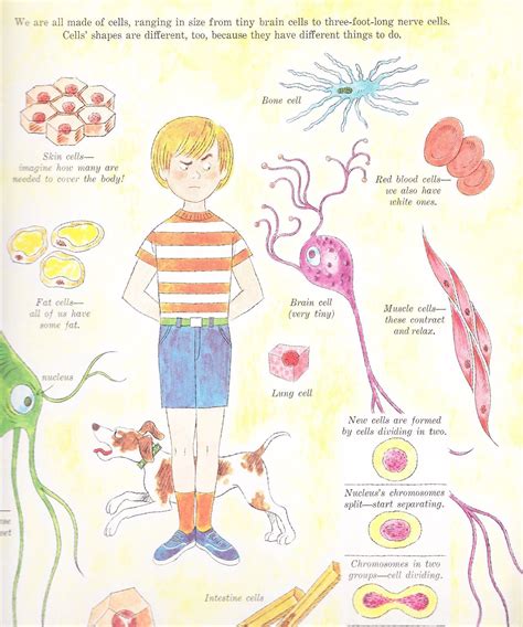 Butcher paper or plain newsprint paper. Cells In The Human Body For Kids of Anatomy | Human body ...