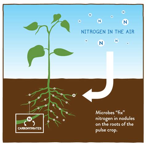 This, in turn, makes nitrogen the primary contributor to the healthy growth of branches, leaves and stems. File:Plant Fixing Nitrogen.png - Wikimedia Commons