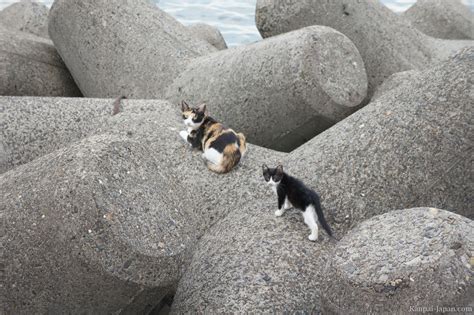 Cats in Japan