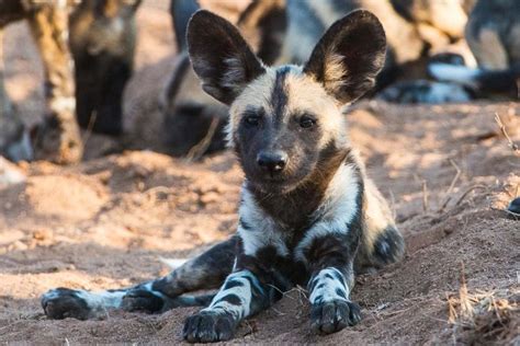 I have always loved african painted dogs, such beautiful puppies. Save African Painted Dogs From Deadly Snares! | Wild dogs ...