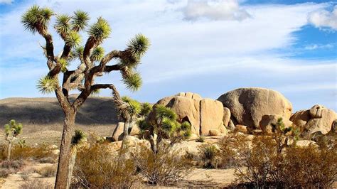 In ‘a Huge Victory Californias Joshua Tree Becomes The First Plant