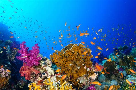Coral Reef At The Red Sea Egypt