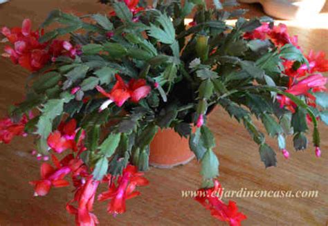 Cactus de navidad, hay varios tipos de cactus de vacaciones: Schlumbergera truncata » El Jardín en Casa