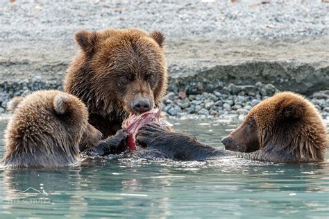 2020 Alaska Brown Bears Moose And Glacier Photography Tour And