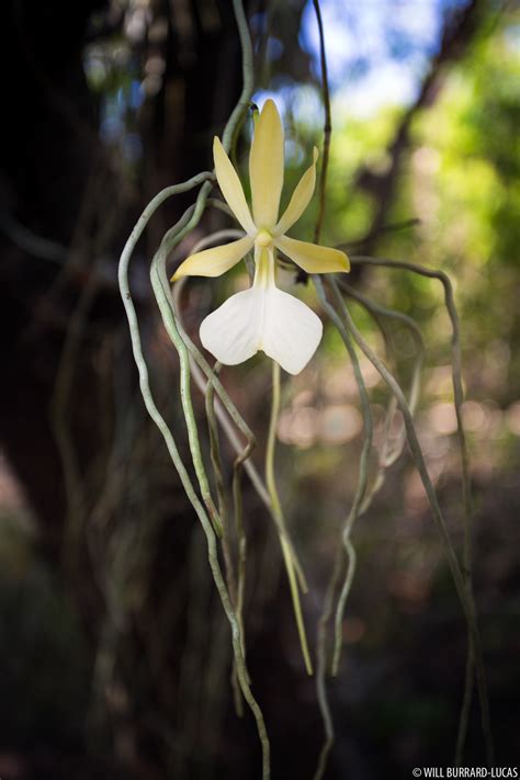 Ghost Orchid Flower Will Burrard Lucas
