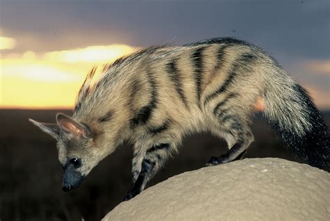 Africa is one of the most popular country in the world. Beautiful African Animals Safaris: Animal list of Africa ...