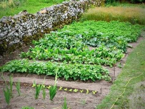 10 Légumes faciles à cultiver pour potager débutant