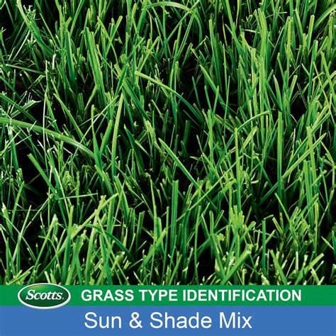 Buy Scotts Turf Builder Grass Seed Sun Shade Mix With WaterSmart Plus