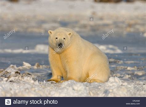 A Polar Bear Sits On The Frozen Surface Of The Beaufort Sea While