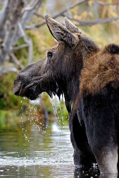 Colorado Wildlife Moose Nature Animals Animals And Pets Cute