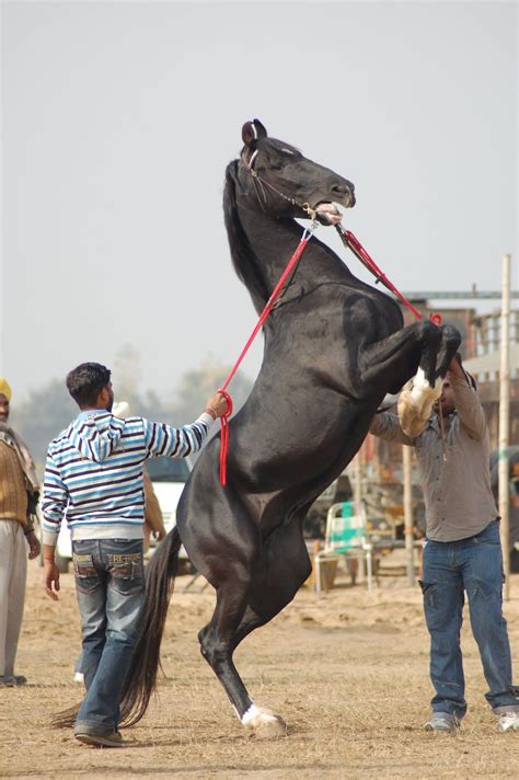 Le plus grand catalogue de films gratuits du web. Marwari horse (indigenous horses of india) | Marwari ...