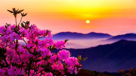 Hd Wallpaper Morning Flower Pink Sunset Mountains Flowers